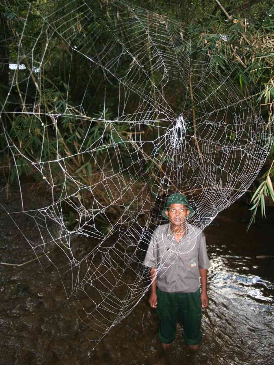 Giant Web Dwarfs Park Ranger Giant Web Dwarfs Park Ranger